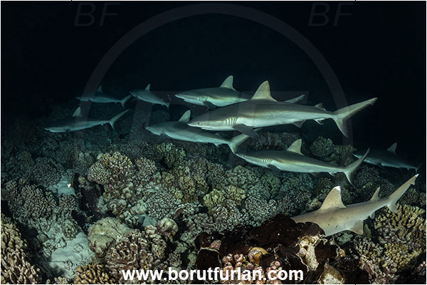 French Polynesia, Tuamotu Archipelago, Fakarava atoll, Pacific ocean, Carcharhinus amblyrhynchos, Carcharhinus, Carcharhinidae, Elasmobranchii, Grey Reef Shark, Shark, Fish, Reef, Night