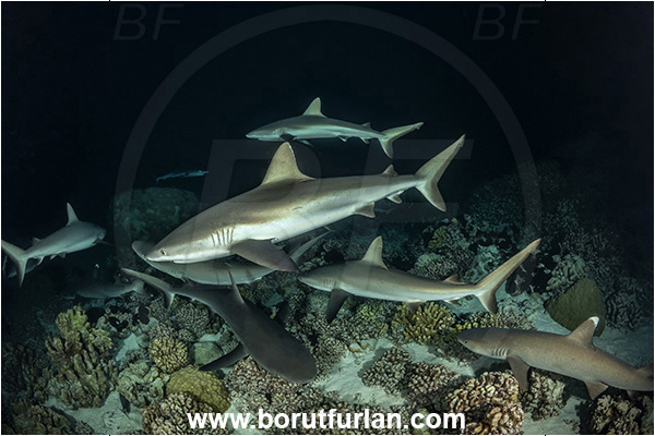 French Polynesia, Tuamotu Archipelago, Fakarava atoll, Pacific ocean, Carcharhinus amblyrhynchos, Carcharhinus, Carcharhinidae, Elasmobranchii, Grey Reef Shark, Shark, Fish, Reef, Night