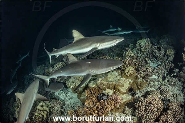 French Polynesia, Tuamotu Archipelago, Fakarava atoll, Pacific ocean, Carcharhinus amblyrhynchos, Carcharhinus, Carcharhinidae, Elasmobranchii, Grey Reef Shark, Shark, Fish, Reef, Night