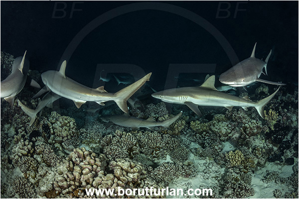 French Polynesia, Tuamotu Archipelago, Fakarava atoll, Pacific ocean, Carcharhinus amblyrhynchos, Carcharhinus, Carcharhinidae, Elasmobranchii, Grey Reef Shark, Shark, Fish, Reef, Night
