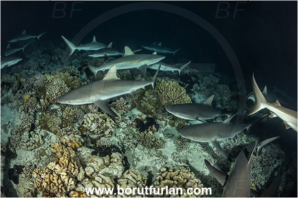 French Polynesia, Tuamotu Archipelago, Fakarava atoll, Pacific ocean, Carcharhinus amblyrhynchos, Carcharhinus, Carcharhinidae, Elasmobranchii, Grey Reef Shark, Shark, Fish, Reef, Night