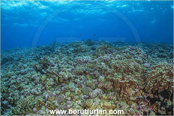French Polynesia, Tuamotu Archipelago, Fakarava atoll, Pacific ocean, Stone coral, Coral, Cnidaria, Cnidarian, Reef