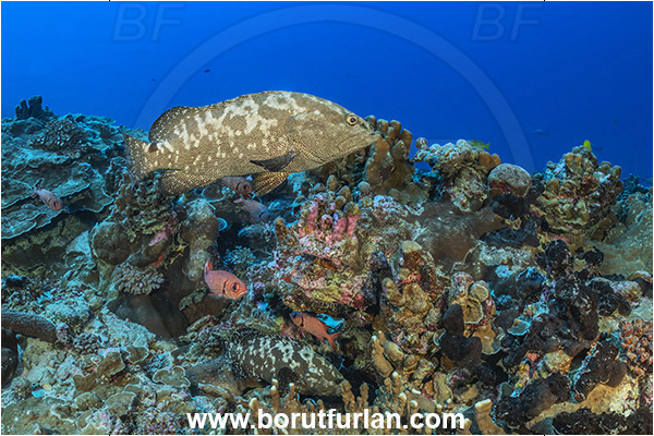 French Polynesia, Tuamotu Archipelago, Fakarava atoll, Pacific ocean, Epinephelus polyphekadion, Epinephelus, Serranidae, Marbled grouper, Camouflage grouper, Grouper, Fish, Reef