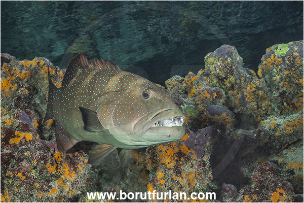French Polynesia, Tuamotu Archipelago, Fakarava atoll, Pacific ocean, Plectropomus laevis, Plectropomus, Serranidae, Saddle grouper, Bluespotted Coral Trout, Grouper, Fish, Reef