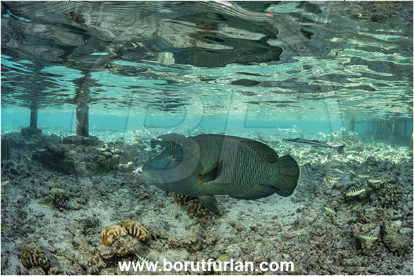 French Polynesia, Tuamotu Archipelago, Fakarava atoll, Pacific ocean, Cheilinus undulatus, Cheilinus, Labridae, Napoleon Wrasse, Humphead wrasse, Wrasse, Fish