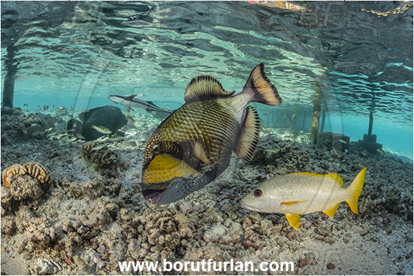 Fakarava atoll, Tuamotu Archipelago, French Polynesia, Pacific ocean, Balistoides viridescens, Balistoides, Balistidae, Titan triggerfish, Triggerfish, Lutjanus monostigma, Lutjanus, Lutjanidae, One-spot snapper, Snapper, Fish