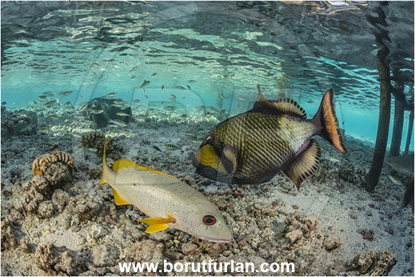 Fakarava atoll, Tuamotu Archipelago, French Polynesia, Pacific ocean, Balistoides viridescens, Balistoides, Balistidae, Titan triggerfish, Triggerfish, Lutjanus monostigma, Lutjanus, Lutjanidae, One-spot snapper, Snapper, Fish