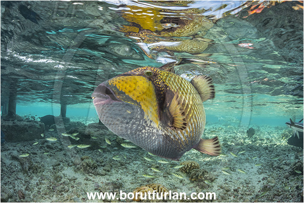 Fakarava atoll, Tuamotu Archipelago, French Polynesia, Pacific ocean, Balistoides viridescens, Balistoides, Balistidae, Titan triggerfish, Triggerfish, Fish