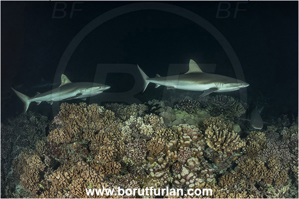 French Polynesia, Tuamotu Archipelago, Fakarava atoll, Pacific ocean, Carcharhinus amblyrhynchos, Carcharhinus, Carcharhinidae, Elasmobranchii, Grey Reef Shark, Shark, Fish, Reef, Night