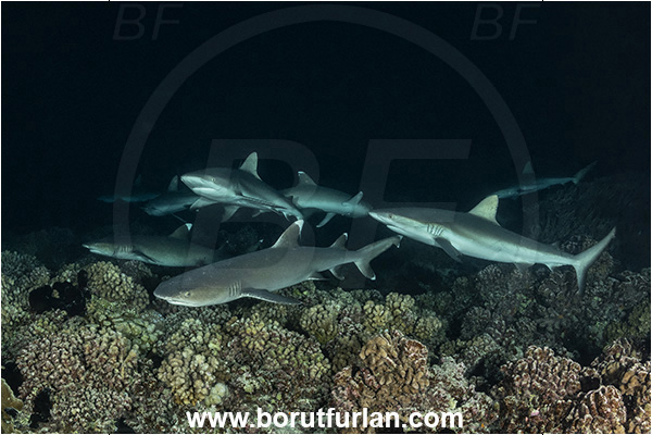 French Polynesia, Tuamotu Archipelago, Fakarava atoll, Pacific ocean, Carcharhinus amblyrhynchos, Carcharhinus, Carcharhinidae, Elasmobranchii, Grey Reef Shark, Shark, Fish, Reef, Night, Triaenodon obesus, Triaenodon, Whitetip reef shark