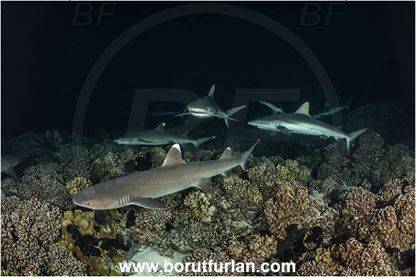French Polynesia, Tuamotu Archipelago, Fakarava atoll, Pacific ocean, Carcharhinus amblyrhynchos, Carcharhinus, Carcharhinidae, Elasmobranchii, Grey Reef Shark, Shark, Fish, Reef, Night, Triaenodon obesus, Triaenodon, Whitetip reef shark