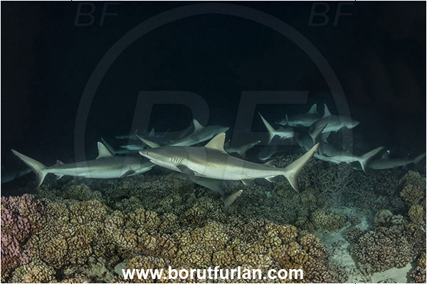 French Polynesia, Tuamotu Archipelago, Fakarava atoll, Pacific ocean, Carcharhinus amblyrhynchos, Carcharhinus, Carcharhinidae, Elasmobranchii, Grey Reef Shark, Shark, Fish, Reef, Night