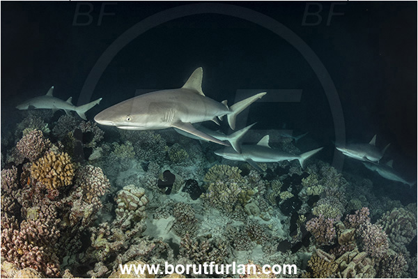 French Polynesia, Tuamotu Archipelago, Fakarava atoll, Pacific ocean, Carcharhinus amblyrhynchos, Carcharhinus, Carcharhinidae, Elasmobranchii, Grey Reef Shark, Shark, Fish, Reef, Night