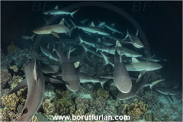 French Polynesia, Tuamotu Archipelago, Fakarava atoll, Pacific ocean, Carcharhinus amblyrhynchos, Carcharhinus, Carcharhinidae, Elasmobranchii, Grey Reef Shark, Shark, Fish, Reef, Night