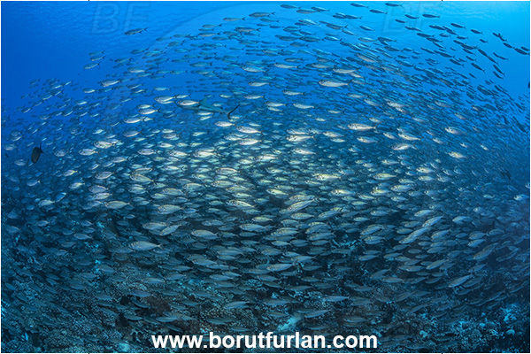 Fakarava atoll, Tuamotu Archipelago, French Polynesia, Pacific ocean, Bigeye scad, Carangidae, Fish, Fish school, Selar, Selar crumenophthalmus, Trevally, Reef