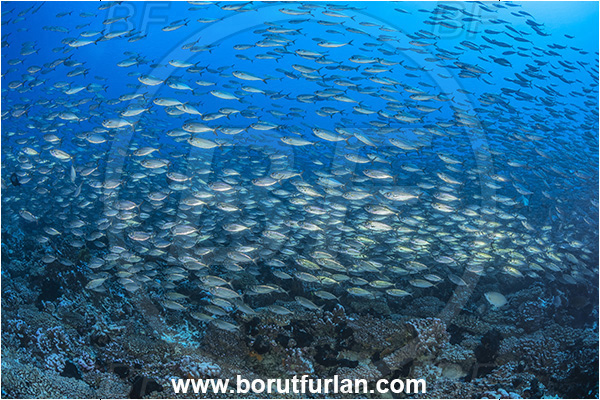 Fakarava atoll, Tuamotu Archipelago, French Polynesia, Pacific ocean, Bigeye scad, Carangidae, Fish, Fish school, Selar, Selar crumenophthalmus, Trevally, Reef