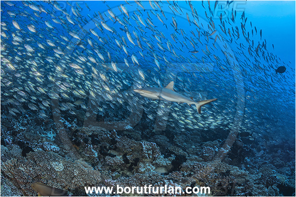 French Polynesia, Tuamotu Archipelago, Fakarava atoll, Pacific ocean, Carcharhinus amblyrhynchos, Carcharhinus, Carcharhinidae, Elasmobranchii, Grey Reef Shark, Shark, Bigeye scad, Carangidae, Fish, Fish school, Selar, Selar crumenophthalmus, Trevally, Reef
