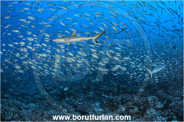 French Polynesia, Tuamotu Archipelago, Fakarava atoll, Pacific ocean, Carcharhinus amblyrhynchos, Carcharhinus, Carcharhinidae, Elasmobranchii, Grey Reef Shark, Shark, Bigeye scad, Carangidae, Fish, Fish school, Selar, Selar crumenophthalmus, Trevally, Reef