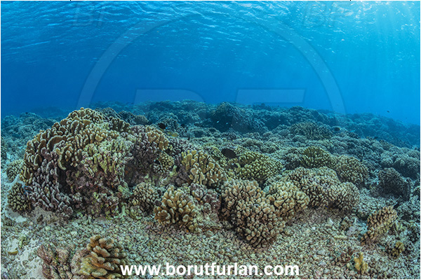 French Polynesia, Tuamotu Archipelago, Fakarava atoll, Pacific ocean, Stone coral, Coral, Cnidaria, Cnidarian, Reef