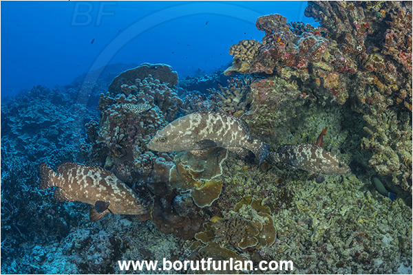 French Polynesia, Tuamotu Archipelago, Fakarava atoll, Pacific ocean, Epinephelus polyphekadion, Epinephelus, Serranidae, Marbled grouper, Camouflage grouper, Grouper, Fish, Reef, Fish school
