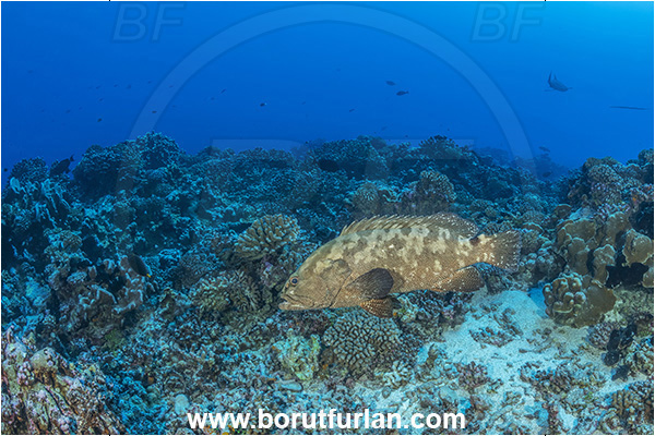 French Polynesia, Tuamotu Archipelago, Fakarava atoll, Pacific ocean, Epinephelus polyphekadion, Epinephelus, Serranidae, Marbled grouper, Camouflage grouper, Grouper, Fish, Reef
