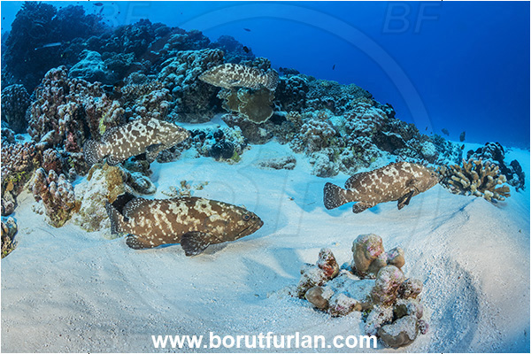 French Polynesia, Tuamotu Archipelago, Fakarava atoll, Pacific ocean, Epinephelus polyphekadion, Epinephelus, Serranidae, Marbled grouper, Camouflage grouper, Grouper, Fish, Reef, Fish school, Sand