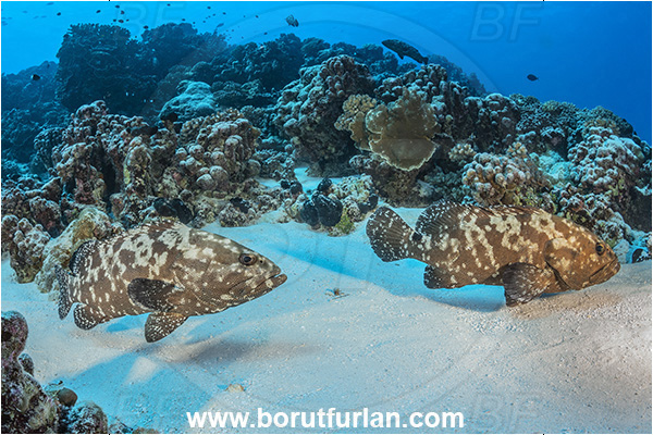 French Polynesia, Tuamotu Archipelago, Fakarava atoll, Pacific ocean, Epinephelus polyphekadion, Epinephelus, Serranidae, Marbled grouper, Camouflage grouper, Grouper, Fish, Reef, Sand