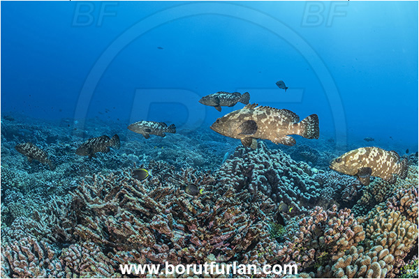 French Polynesia, Tuamotu Archipelago, Fakarava atoll, Pacific ocean, Epinephelus polyphekadion, Epinephelus, Serranidae, Marbled grouper, Camouflage grouper, Grouper, Fish, Reef, Fish school
