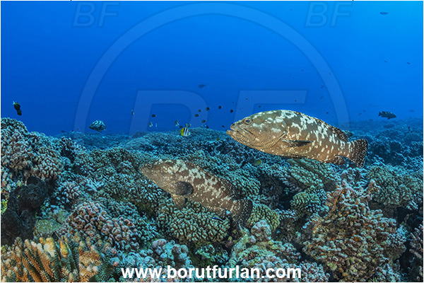 French Polynesia, Tuamotu Archipelago, Fakarava atoll, Pacific ocean, Epinephelus polyphekadion, Epinephelus, Serranidae, Marbled grouper, Camouflage grouper, Grouper, Fish, Reef