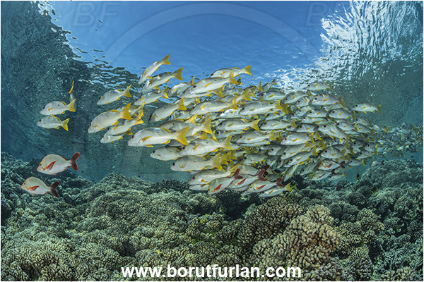 French Polynesia, Tuamotu Archipelago, Fakarava atoll, Pacific ocean, Lutjanus monostigma, Lutjanus, Lutjanidae, One-spot snapper, Snapper, Fish, Fish school, Reef