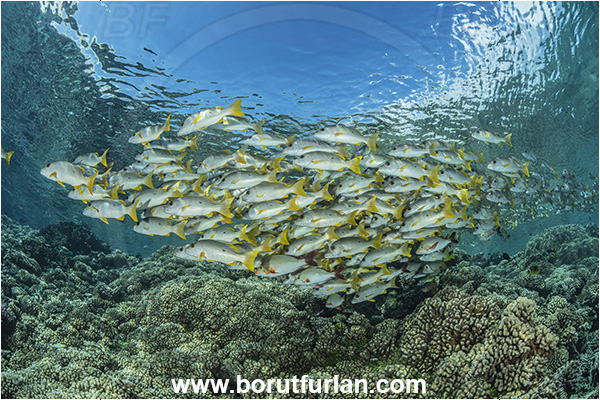 French Polynesia, Tuamotu Archipelago, Fakarava atoll, Pacific ocean, Lutjanus monostigma, Lutjanus, Lutjanidae, One-spot snapper, Snapper, Fish, Fish school, Reef