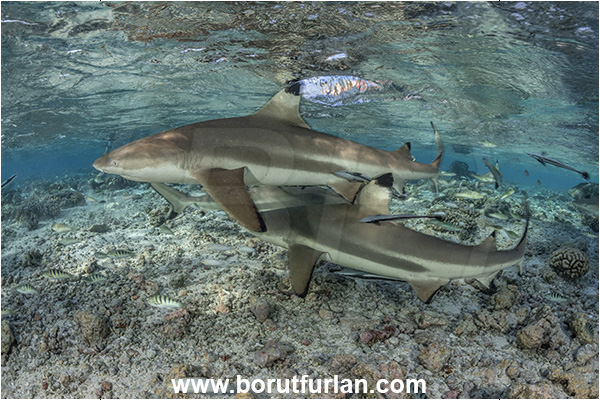 French Polynesia, Tuamotu Archipelago, Fakarava atoll, Pacific ocean, Carcharhinus melanopterus, Carcharhinus, Carcharhinidae, Elasmobranchii, Blacktip Reef Shark, Shark, Fish, Reef