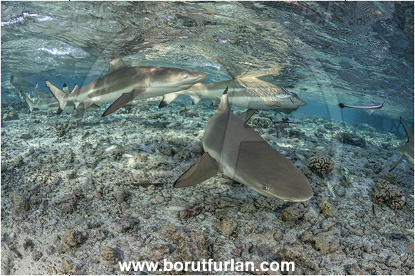 French Polynesia, Tuamotu Archipelago, Fakarava atoll, Pacific ocean, Carcharhinus melanopterus, Carcharhinus, Carcharhinidae, Elasmobranchii, Blacktip Reef Shark, Shark, Fish, Reef