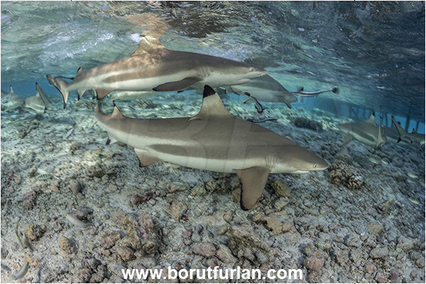 French Polynesia, Tuamotu Archipelago, Fakarava atoll, Pacific ocean, Carcharhinus melanopterus, Carcharhinus, Carcharhinidae, Elasmobranchii, Blacktip Reef Shark, Shark, Fish, Reef