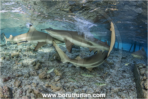 French Polynesia, Tuamotu Archipelago, Fakarava atoll, Pacific ocean, Carcharhinus melanopterus, Carcharhinus, Carcharhinidae, Elasmobranchii, Blacktip Reef Shark, Shark, Fish, Reef