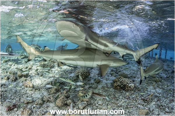 French Polynesia, Tuamotu Archipelago, Fakarava atoll, Pacific ocean, Carcharhinus melanopterus, Carcharhinus, Carcharhinidae, Elasmobranchii, Blacktip Reef Shark, Shark, Fish, Reef