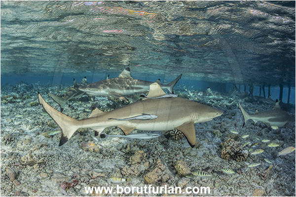 French Polynesia, Tuamotu Archipelago, Fakarava atoll, Pacific ocean, Carcharhinus melanopterus, Carcharhinus, Carcharhinidae, Elasmobranchii, Blacktip Reef Shark, Shark, Fish, Reef