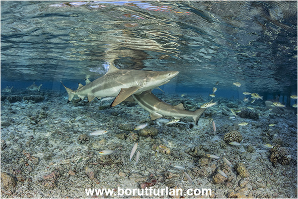 French Polynesia, Tuamotu Archipelago, Fakarava atoll, Pacific ocean, Carcharhinus melanopterus, Carcharhinus, Carcharhinidae, Elasmobranchii, Blacktip Reef Shark, Shark, Fish, Reef