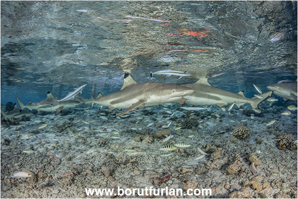 French Polynesia, Tuamotu Archipelago, Fakarava atoll, Pacific ocean, Carcharhinus melanopterus, Carcharhinus, Carcharhinidae, Elasmobranchii, Blacktip Reef Shark, Shark, Fish, Reef