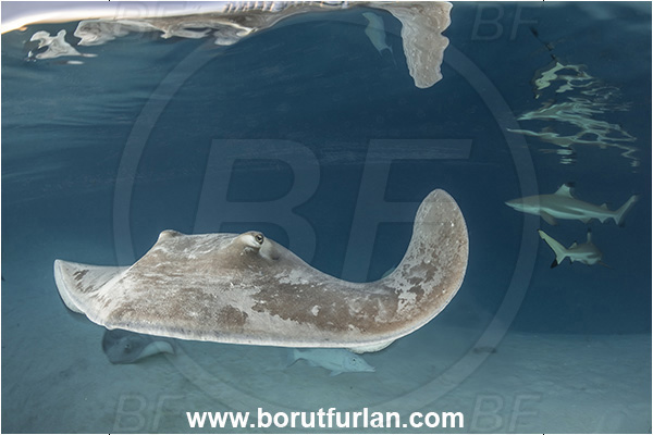 French Polynesia, Society Islands, Moorea, Pacific ocean, Pateobatis fai, Pateobatis, Dasyatidae, Elasmobranchii, Pink Whipray, Stingray, Fish, Sand