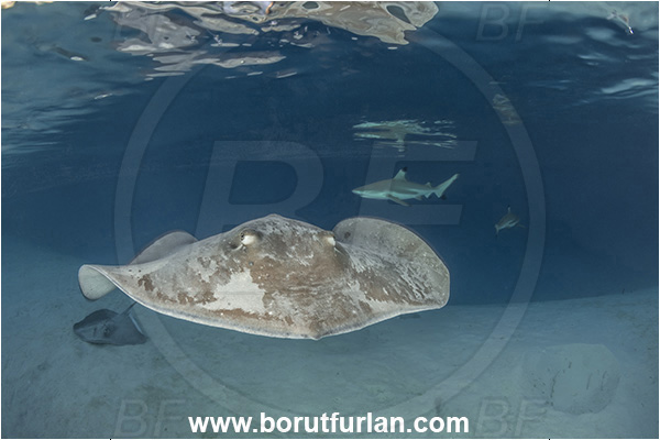 French Polynesia, Society Islands, Moorea, Pacific ocean, Pateobatis fai, Pateobatis, Dasyatidae, Elasmobranchii, Pink Whipray, Stingray, Fish, Sand