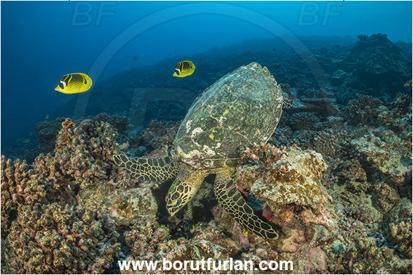 Moorea, Society Islands, French Polynesia, Pacific ocean, Eretmochelys imbricata, Eretmochelys, Cheloniidae, Reptilia, Reptilian, Hawksbill Sea Turtle, Turtle, Reef, Feeding