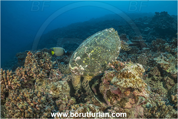 Moorea, Society Islands, French Polynesia, Pacific ocean, Eretmochelys imbricata, Eretmochelys, Cheloniidae, Reptilia, Reptilian, Hawksbill Sea Turtle, Turtle, Reef, Feeding