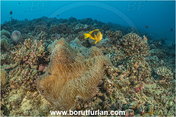 Moorea, Society Islands, French Polynesia, Pacific ocean, Amphiprion maohiensis, Amphiprion, Pomacentridae, Polynesian anemonefish, Anemonefish, Clownfish, Fish, Reef, Heteractis magnifica, Magnificent Sea Anemone, Anemone, Anthozoa, Cnidaria, Cnidarian