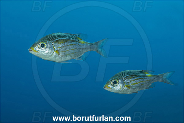 Moorea, Society Islands, French Polynesia, Pacific ocean, Gnathodentex aureolineatus, Gnathodentex, Lethrinidae, Striped large-eye bream, Emperor, Fish