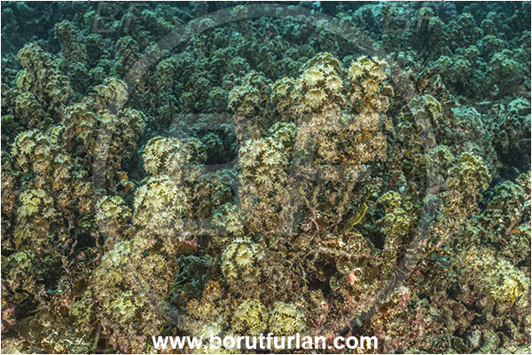 French Polynesia, Society Islands, Moorea, Pacific ocean, Turbinaria ornata, Turbinaria, Sargassaceae, Brown algae, Algae