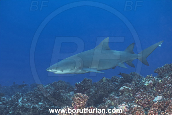Moorea, Society Islands, French Polynesia, Pacific ocean, Negaprion acutidens, Negaprion, Carcharhinidae, Elasmobranchii, Sicklefin lemon shark, Shark, Fish, Reef