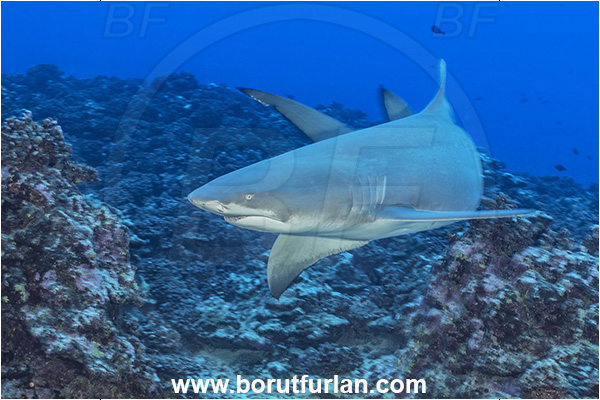 Moorea, Society Islands, French Polynesia, Pacific ocean, Negaprion acutidens, Negaprion, Carcharhinidae, Elasmobranchii, Sicklefin lemon shark, Shark, Fish, Reef