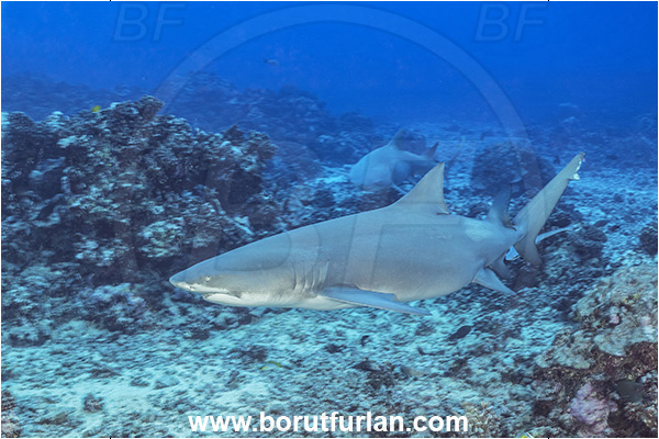 Moorea, Society Islands, French Polynesia, Pacific ocean, Negaprion acutidens, Negaprion, Carcharhinidae, Elasmobranchii, Sicklefin lemon shark, Shark, Fish, Reef
