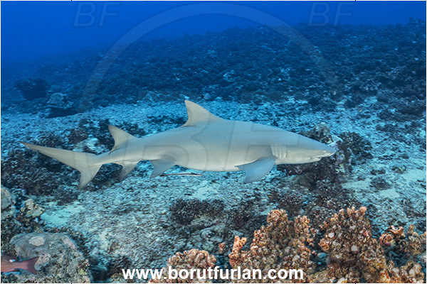 Moorea, Society Islands, French Polynesia, Pacific ocean, Negaprion acutidens, Negaprion, Carcharhinidae, Elasmobranchii, Sicklefin lemon shark, Shark, Fish, Reef